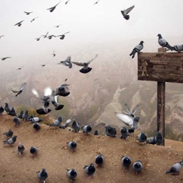 Pigeon Valley